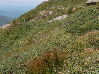 Alpine plant life
