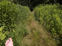 Total tick territory, long grass