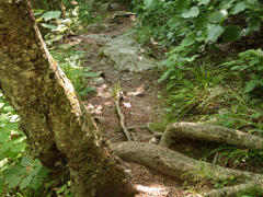 Roots and rocks