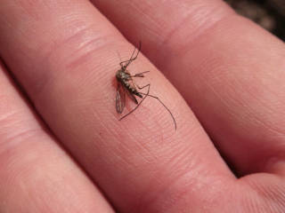 Dead mosquito