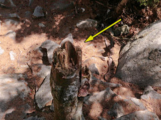 Stump handhold