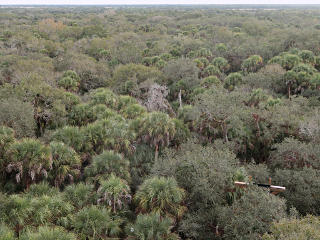 View from canopy-walk tower