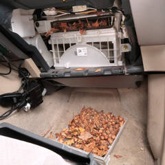 Giant dump of acorns in Prius cabin filter