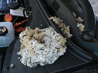 Rodent nest-ball found inside hood