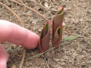 Early spring shoots coming up