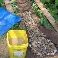 Drainage trench under hostas