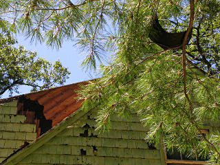 Art: shingles in the tree