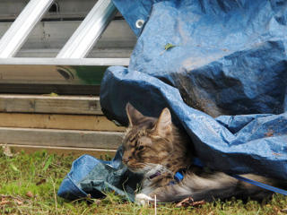 Tarp the kitty