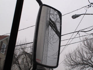 Mirror view of tree branches