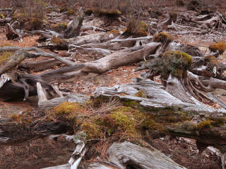 Exposed stumps and roots