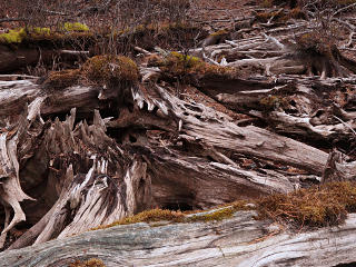 Spiky decay patterns in old stumps