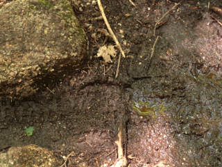 Mountain bike tracks in an unexpected place