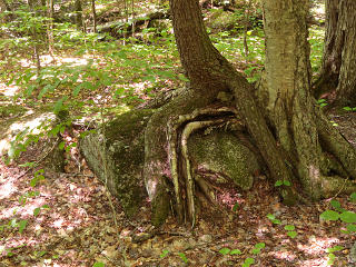 Tree roots resembling bent conduit