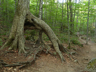 Flying-buttress root