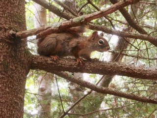 Red squirrel