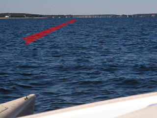 Marion forest of masts at the harbor