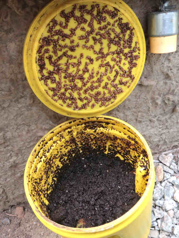 Compost bin full of larvae and pupae