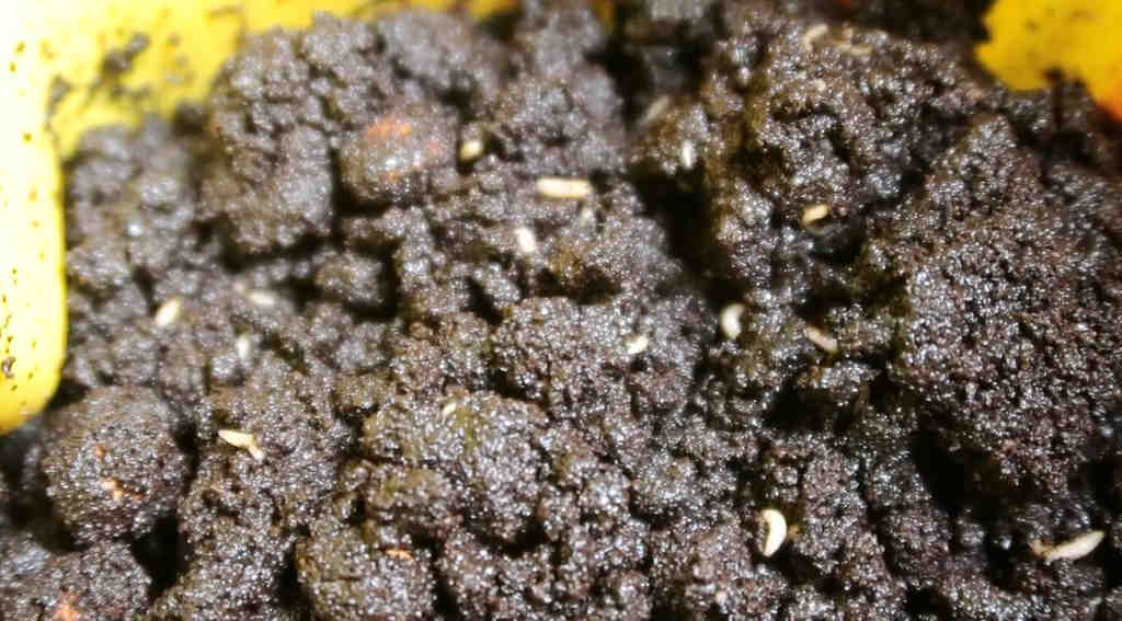 Wiggling fruit fly larvae appeared out of fruit scraps