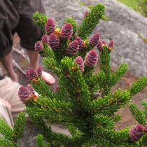 Tiny purple pinecones