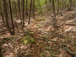 Still a fair hint of trail