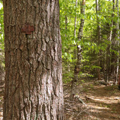 Red Cross, old blazes