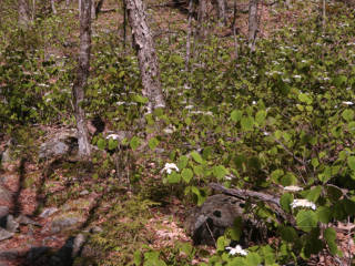Stand of white flowers