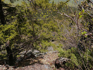 A forbidding next bushwhack