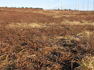 field of red stems