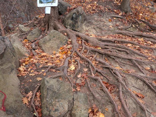 Well-worn ground with roots