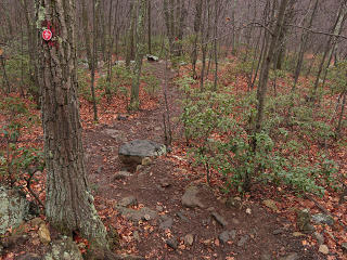 Fairyland of mountain laurel