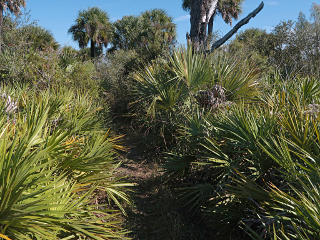 Narrow hiking trail through palmettos