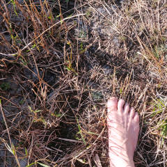 Stepping technique to mash down grass stubble