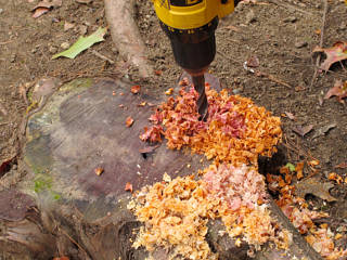 Interesting colors drilled out of the stump