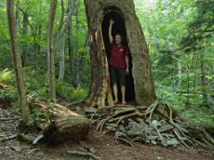 Huge hollow tree