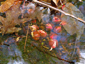 Acorns sprouting underwater