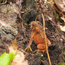 A tiny frog