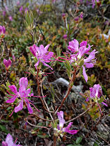 Mountain azaleas