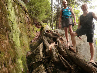 Big tree root eating the rock