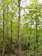 Spiral lighting-strike track down a tree