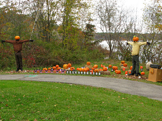 Pumpkin patch in daylight