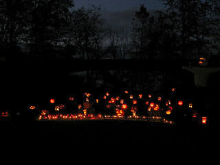 Pumpkin patch as evening falls