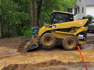 Bobcat reared up