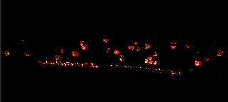 Pumpkin patch, well-lit despite wind