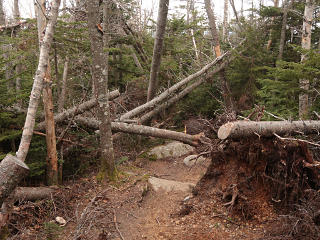 Lots of storm damage in one particular area