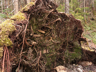 Complex microcosm under a root ball