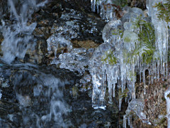 ice-coated pines